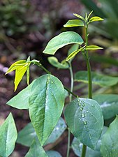 Delioù Sauropus androgynus