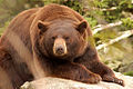 Kodiak bear