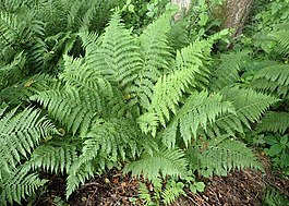 Paprastasis blužniapapartis (Athyrium filix-femina)