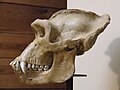 Western gorilla (Gorilla gorilla) skull at Barcelona Zoo