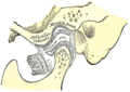 Articulation temporomandibulaire.