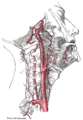 The internal carotid and vertebral arteries. Right side.