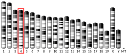 Chromosome 4 (souris)