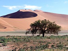 No deserto do Namib, as acacias provén de refuxio e alimento a numerosas especies animais.