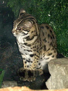 Stavenn Felis bengalensis 00.jpg