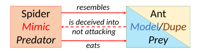 Aggressive mimicry of ants by spiders. The ant is both the model and the dupe, and it becomes the spider's prey.