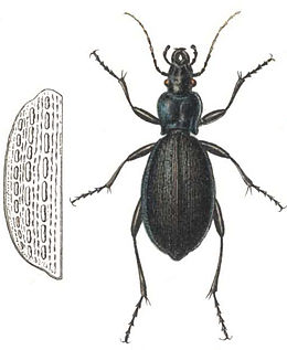 Grakštusis puošniažygis (Carabus intricatus)