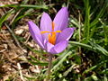 Crocus nudiflorus