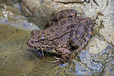 Pelophylax cypriensis