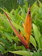 Heliconia psittacorum