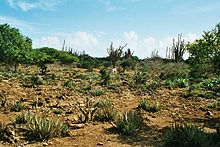 Pejzaĝo de Bonaire