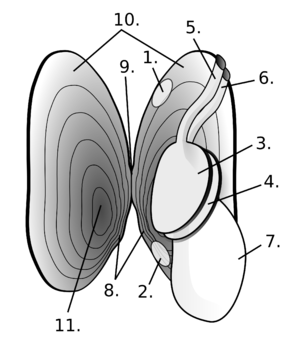 Freshwater pearl mussel anatomy（ホンカワシンジュガイ解剖図）