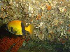 Juvenile Cape knifejaw