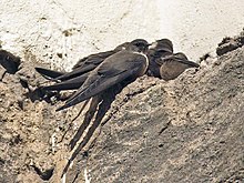 Mostly brownish martins perching on brownish rocky ground