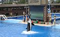 Shamu at SeaWorld San Diego