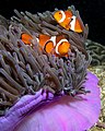 Image 13 Ocellaris clownfish Photograph: Nick Hobgood The ocellaris clownfish (Amphiprion ocellaris) is a marine fish of the family Pomacentridae. Reaching about 110 mm (4.3 in) in length, the species may have a range of colors. After clownfish hatch, they initially reside near the surface. When they become juveniles, however, they move to the seafloor to find a host anemone, forming a symbiotic relationship in which they obtain protection in return for defense. More selected pictures