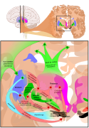 Basal ganglia circuits