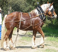 Draft horse (Comtois)