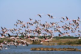 Vol de flamants roses dans l'étang de Pissevaches.