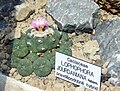 Lophophora williamsii cv. jourdaniana ve skleníku.