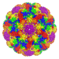 Rendering of murine polyomavirus capsid structure