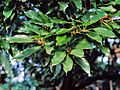 Quercus acuta