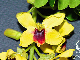 Detalhe da flor do pau-brasil