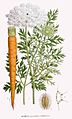 Daucus carota