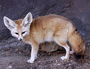 Feneko en Wilhelma-zoo