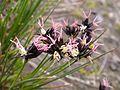 Blütenstand der Gämsen-Binse (Juncus jacquinii)