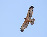 Onvolwassen vogel in vlucht (India)