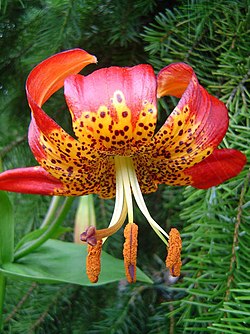 Panterliilia Lilium pardalinum