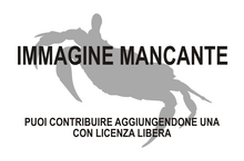 Immagine di Angustidontus seriatus mancante