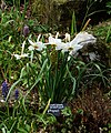 Narcissus poeticus 'Physaloides'