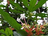 Rauwolfia serpentina enthält Corynanthe-Alkaloide