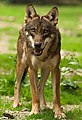 die Italieniske Wulf (Canis lupus italicus)