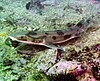 Carpet shark near Long Island, New Zealand