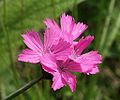 Dianthus carthusianorum ssp. carthusianorum