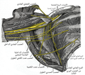 الضفيرة العضدية اليمنى (الجزء تحت الترقوة) في الحفرة الإبطية; كما تُرى من الأمام ومن أسفل.