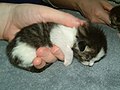 This kitten is so small it fits in your hand.