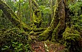 Image 29Antarctic beech old growth in Lamington National Park, Queensland, Australia (from Old-growth forest)