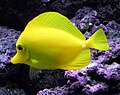 Image 30The usually placid yellow tang can erect spines in its tail and slash at its opponent with rapid sideways movements (from Coral reef fish)