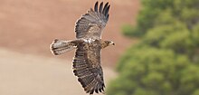 Aigle de Bonelli en vol, les ailes déployées, la tête pointant vers la droite, sur fond d'arbres et de collines.