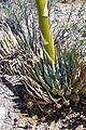 Agave utahensis