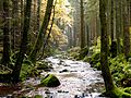 Mountain streams, rocky ground, and deciduous trees in a mix with conifer