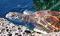 Hawaiische Varietät der Suppenschildkröte (Chelonia mydas)