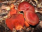 Barvita cinobrasta koprenka (Cortinarius cinnabarinus)