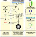 May 10: events in alpha-synuclein toxicity