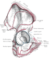 Aanhechtingsplaats van de musculus quadratus femoris op het tuber ischiadicum