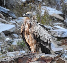 Snieginis grifas (Gyps himalayensis)